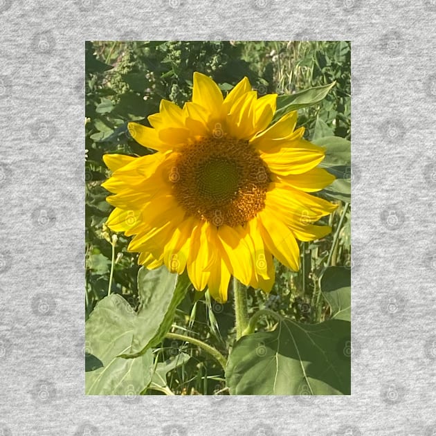 A Happy Sunflower Sunbathing and Soaking up the Summer Sun - Sunflower Alliteration! by Bucklandcrafts